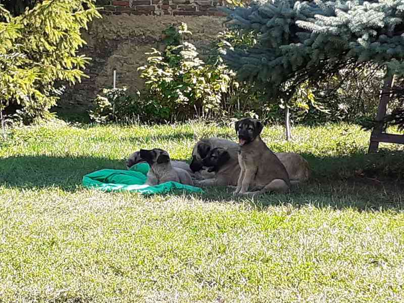 Anatolský pastevecký pes  - foto 5