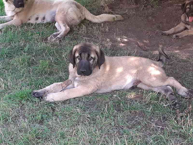 Anatolský pastevecký pes  - foto 4