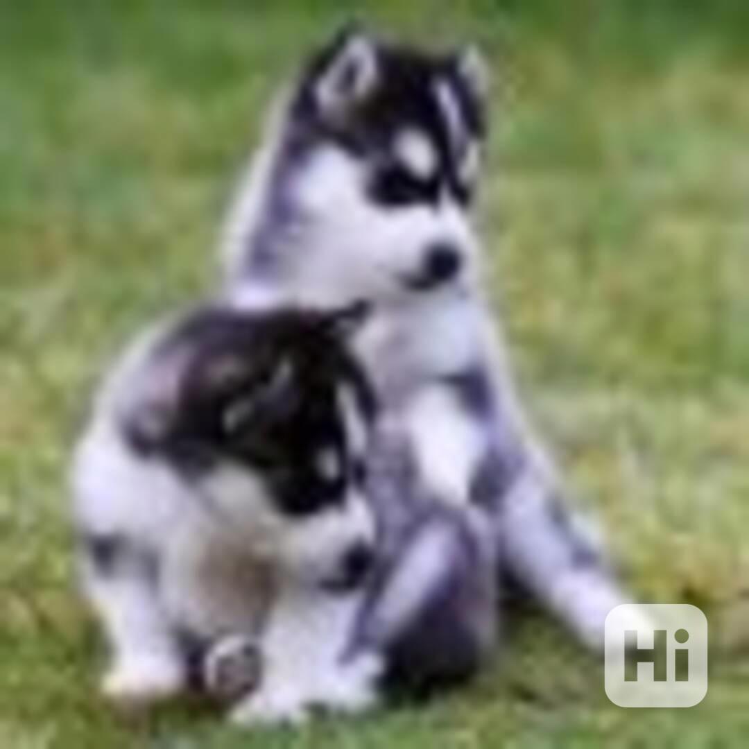 dog - foto 1