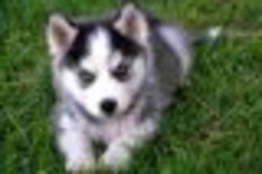 dog - foto 2
