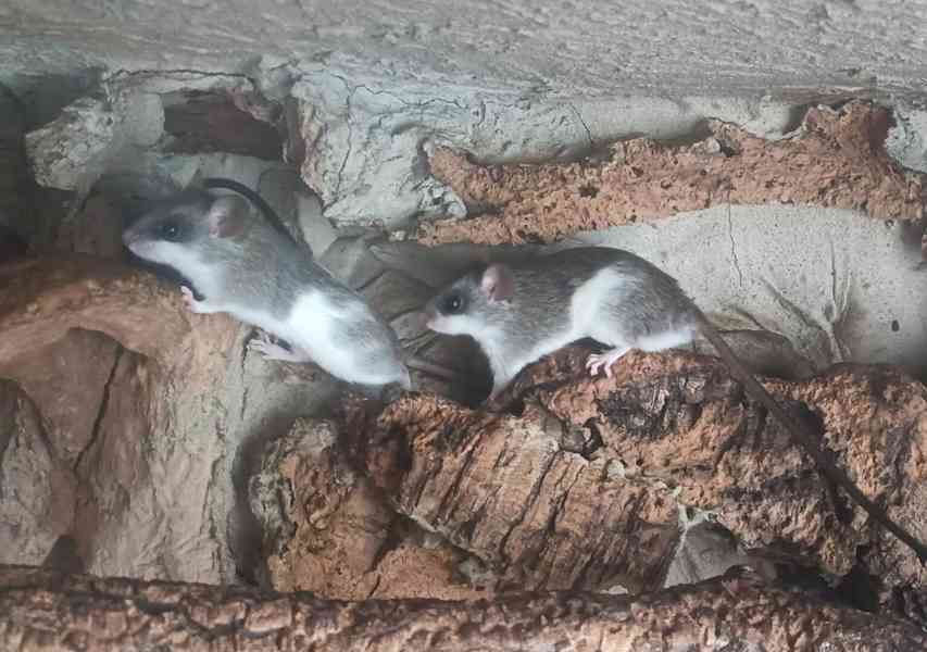 Krysa akáciová - foto 2