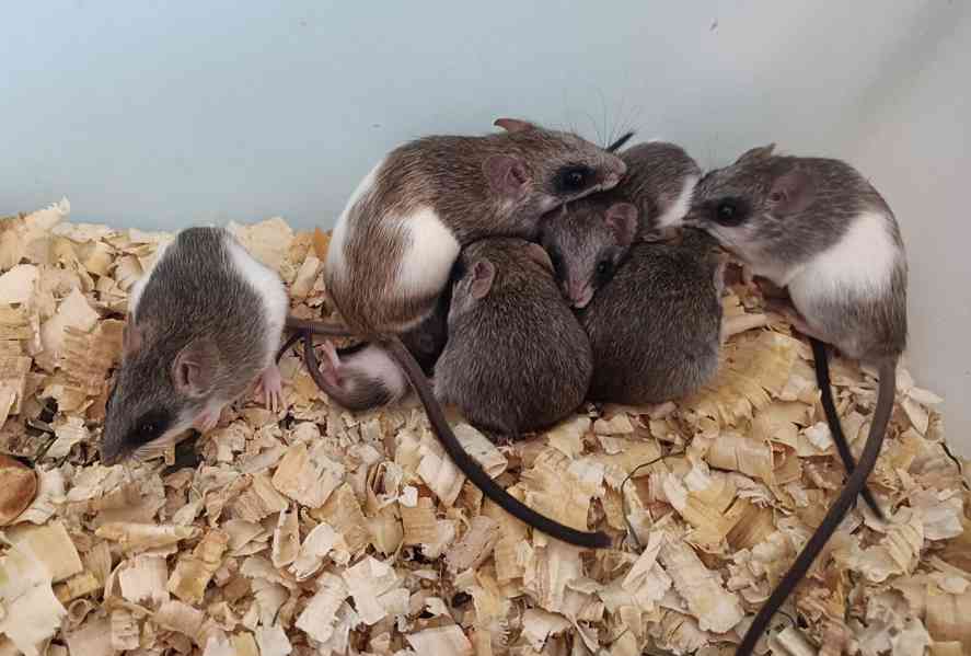 Krysa akáciová - foto 1