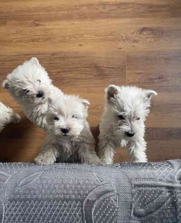 West Highland White Terrier - foto 1
