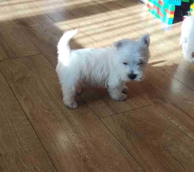 West Highland White Terrier - foto 2
