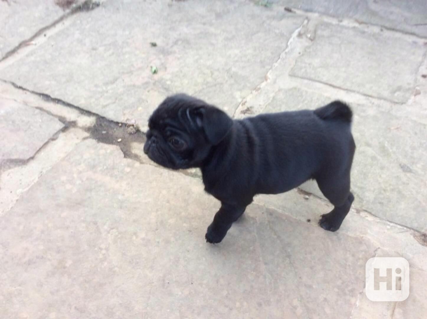 Štěňata mopse pro váš domov v této sezóně - foto 1