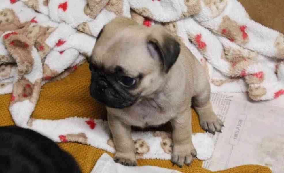 Štěňata mopse pro váš domov v této sezóně - foto 2