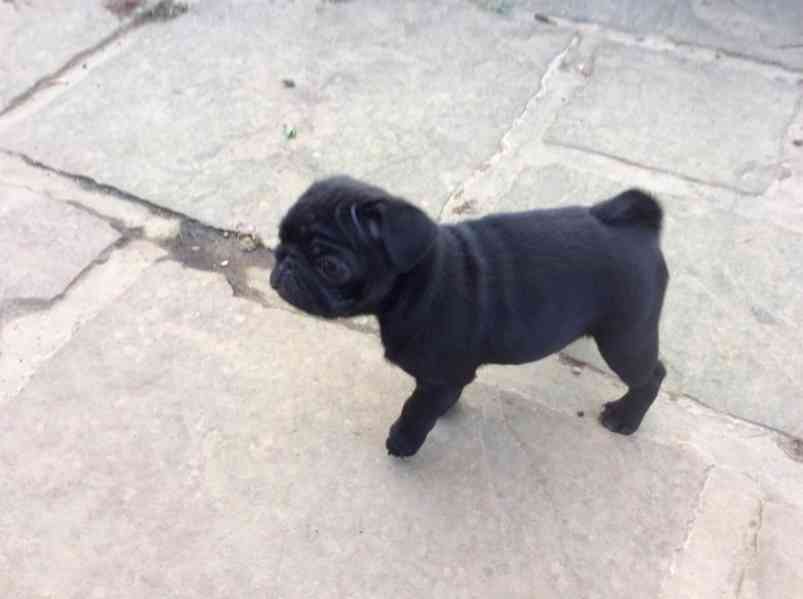 Štěňata mopse pro váš domov v této sezóně - foto 1