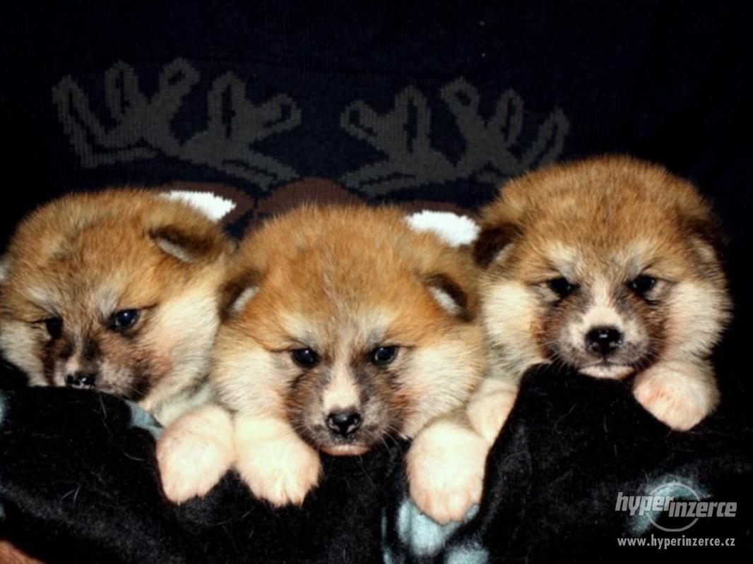 Akita Inu - šteniatka s PP - foto 1