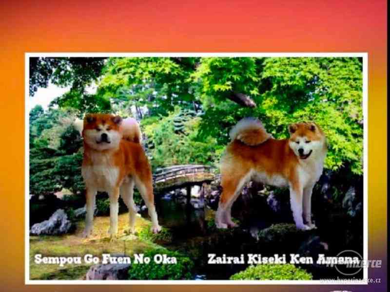 Akita Inu - šteniatka s PP - foto 2