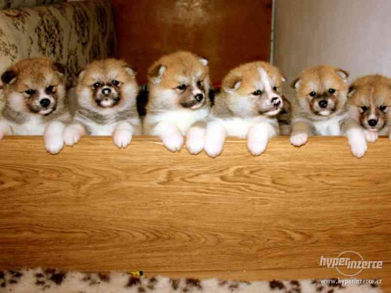 Akita Inu - šteniatka s PP - foto 3