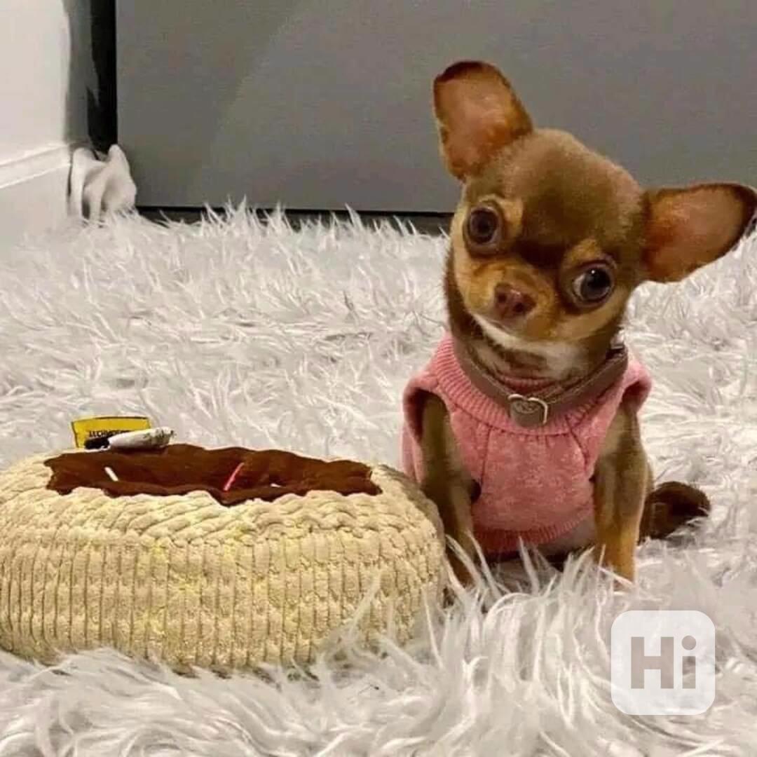 Čivava k adopci zdarma - foto 1