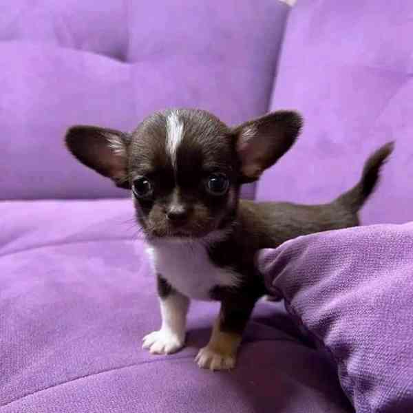 Čivava k adopci zdarma - foto 2