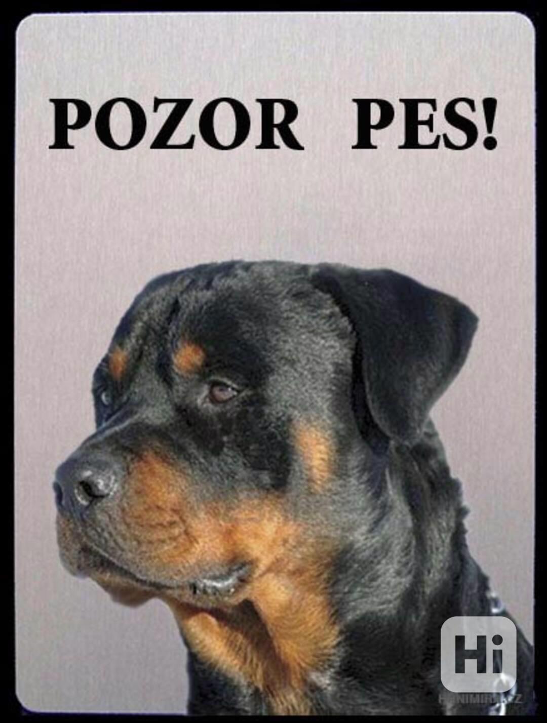 Hliníková tabulka POZOR PES Rotvajler, Rottweiler - foto 1