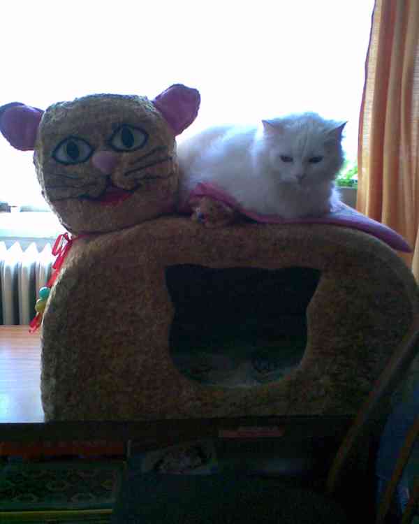 Nové věci pro kočičku - foto 8