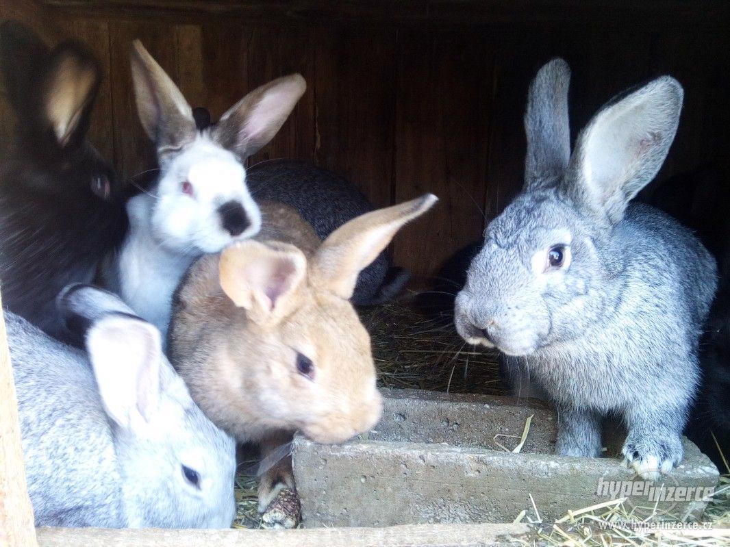 Prodej domácích králíků - foto 1