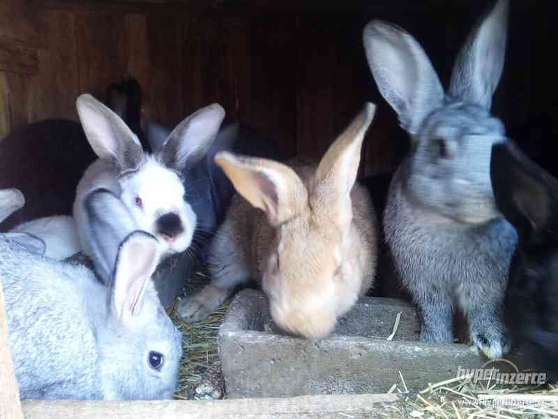 Prodej domácích králíků - foto 2
