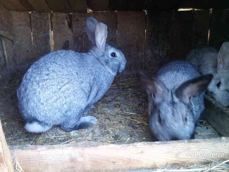 Prodej domácích králíků - foto 3