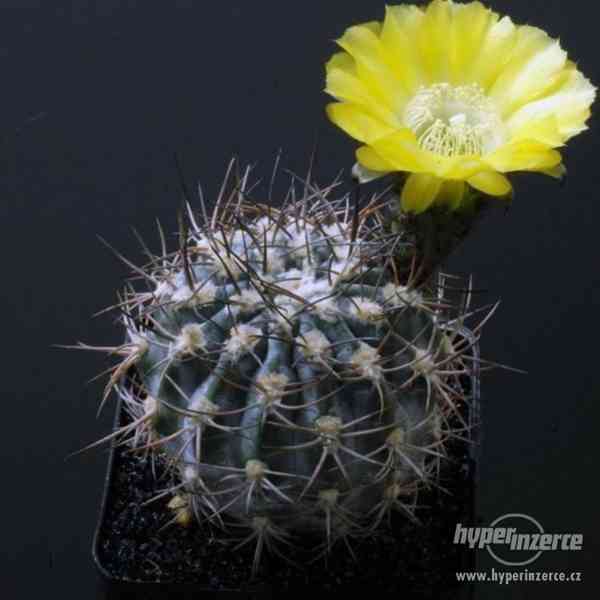 Kaktus Acanthocalycium catamarcense - semena - foto 1