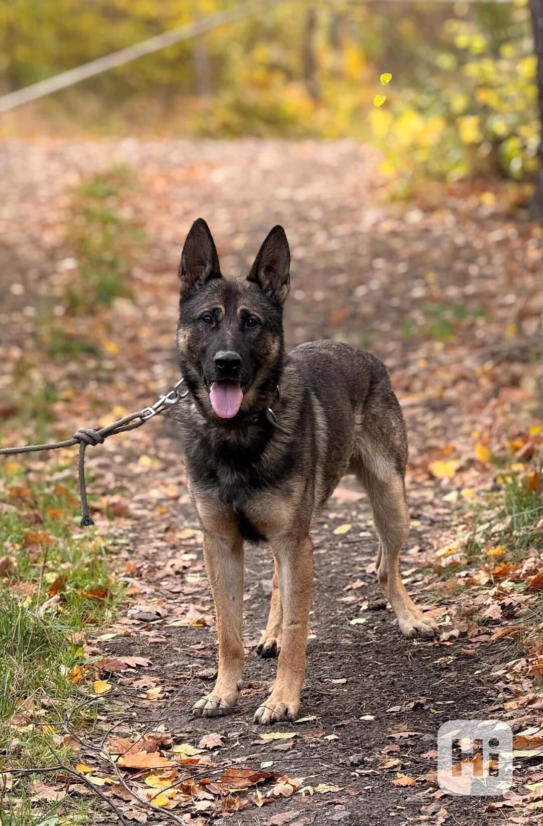 ZEUS - Německý ovčák 1 rok  - foto 1