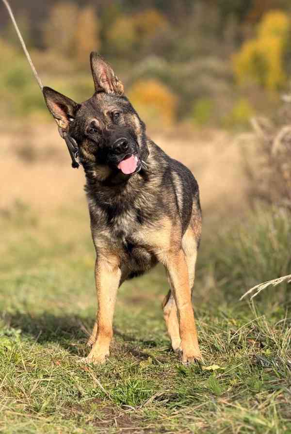 ZEUS - Německý ovčák 1 rok  - foto 4