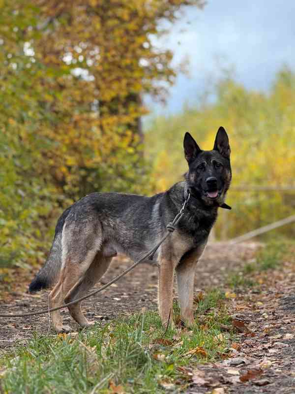 ZEUS - Německý ovčák 1 rok  - foto 2