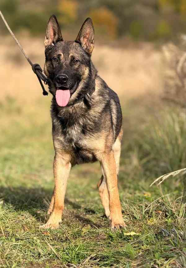 ZEUS - Německý ovčák 1 rok  - foto 3