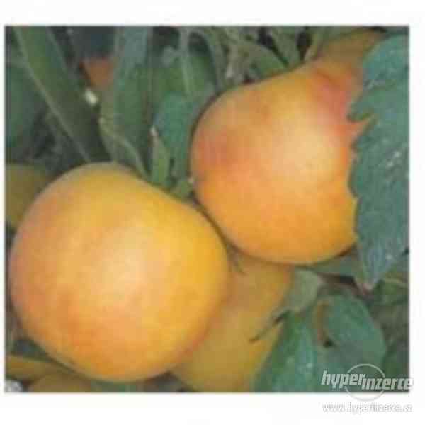 Rajče Garden Peach - semena - foto 1