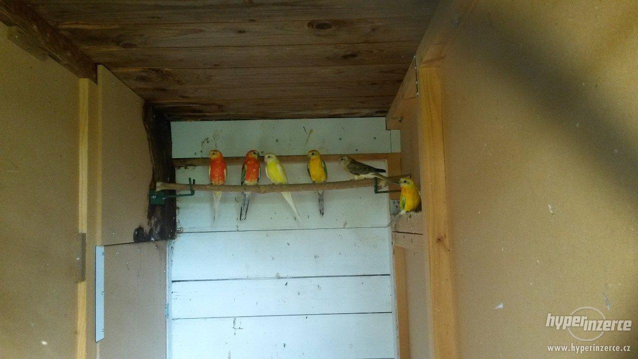 Letošní mladé papoušky zpěvavé - foto 1