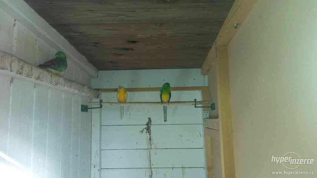 Letošní mladé papoušky zpěvavé - foto 2