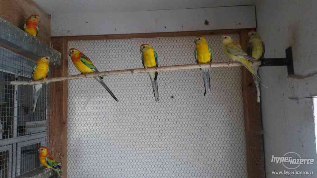 Letošní mladé papoušky zpěvavé - foto 4