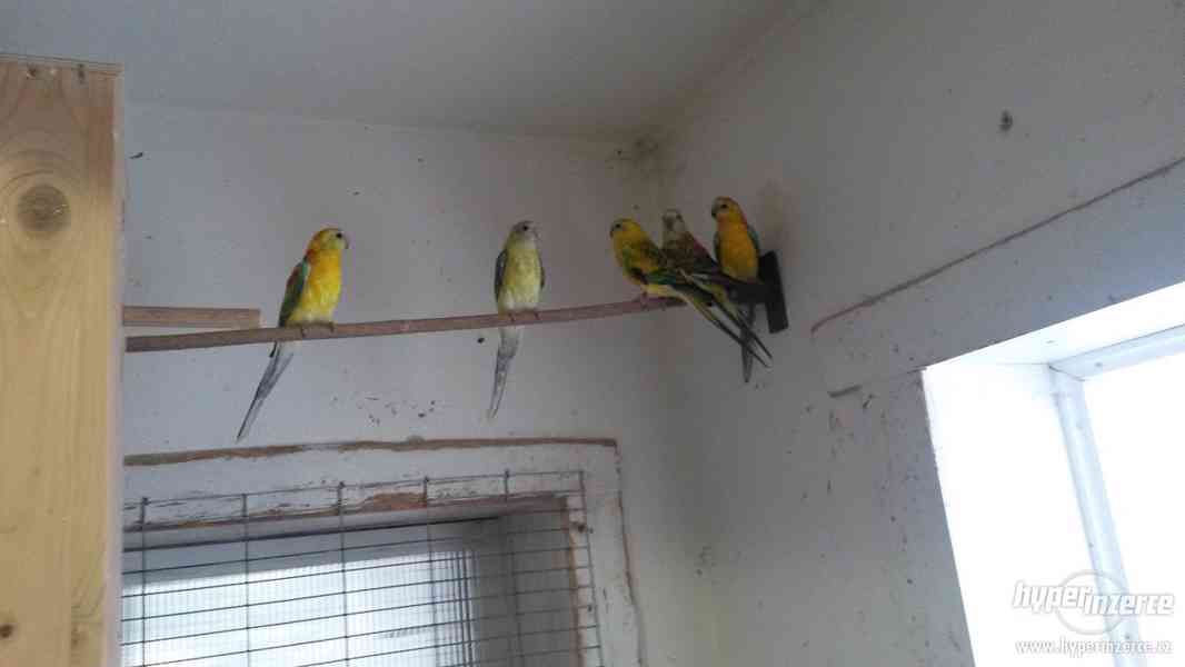 Letošní mladé papoušky zpěvavé - foto 5
