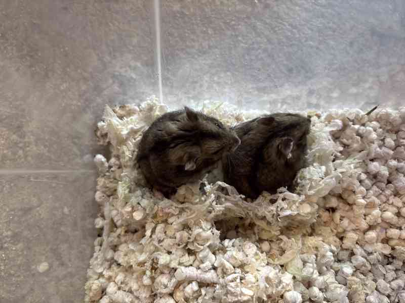 Křeček džungarský  - foto 4