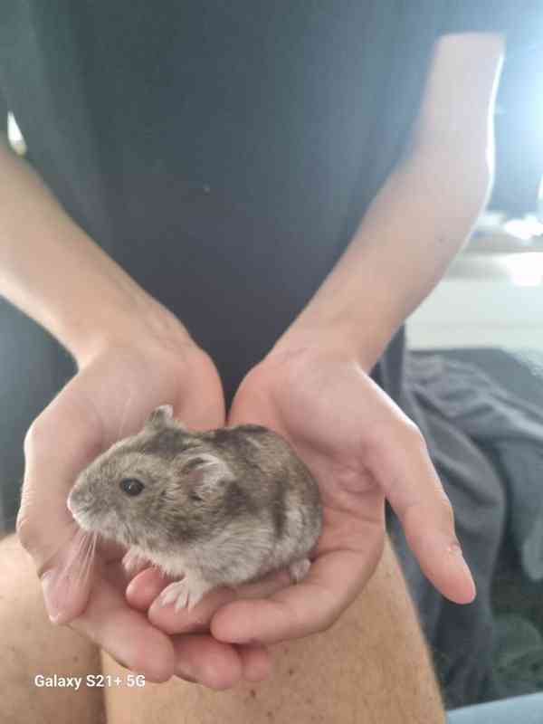 Křeček džungarský  - foto 2