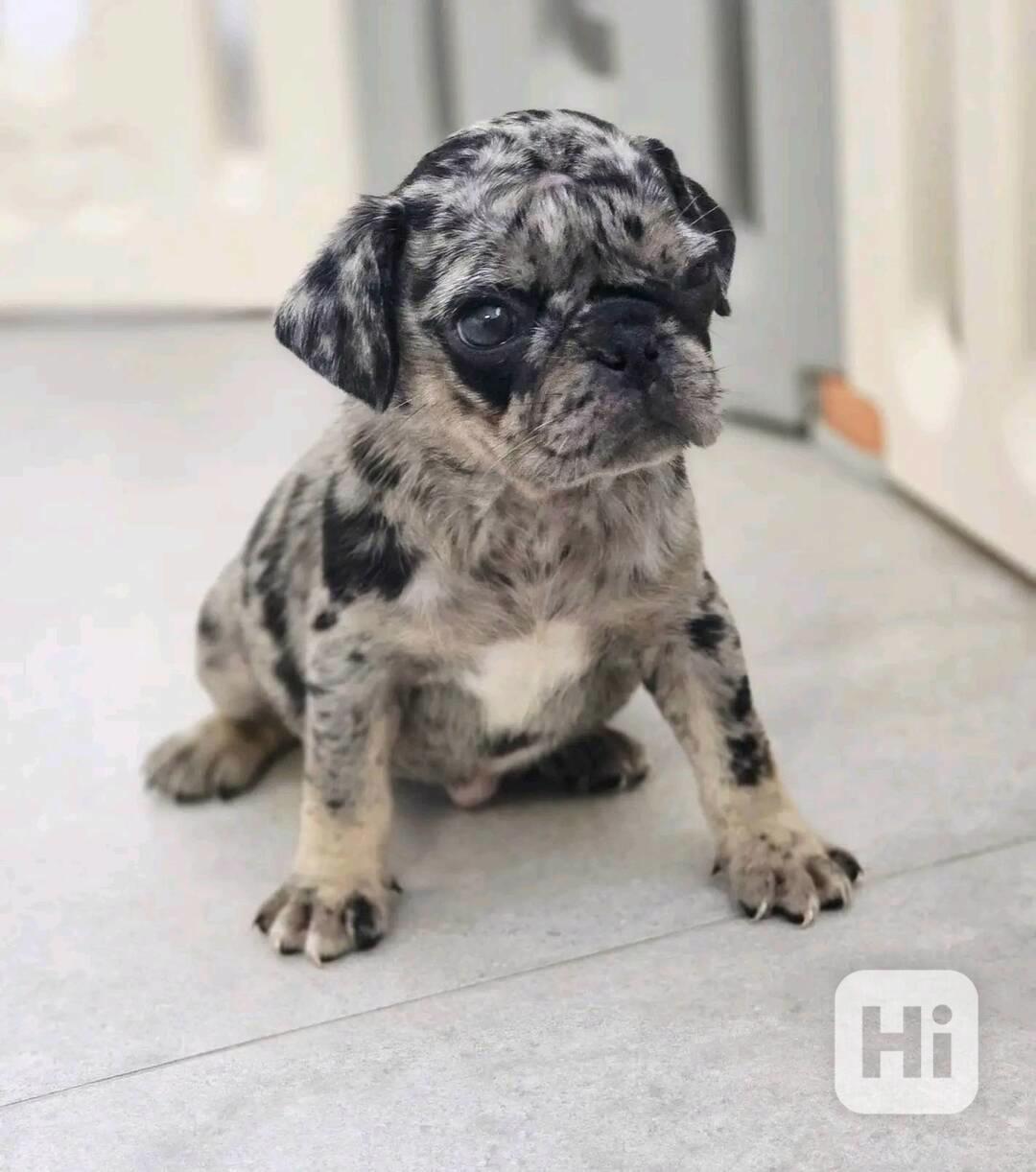 Nejkrásnější a nejrozkošnější štěňata mopsů - foto 1