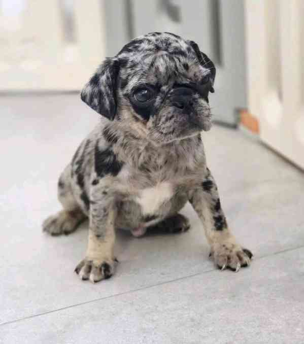 Nejkrásnější a nejrozkošnější štěňata mopsů