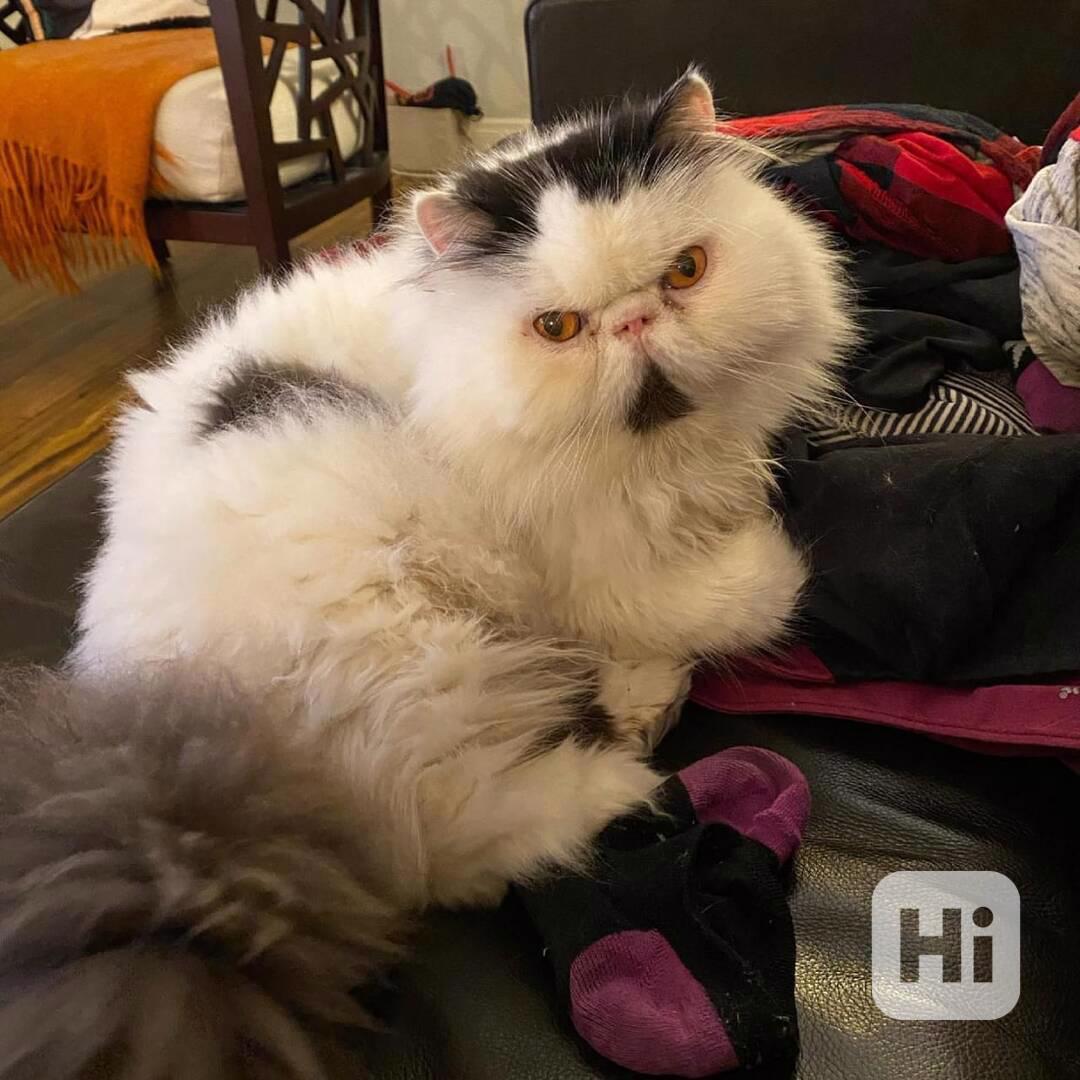 Tato nádherná perská koťata – - foto 1