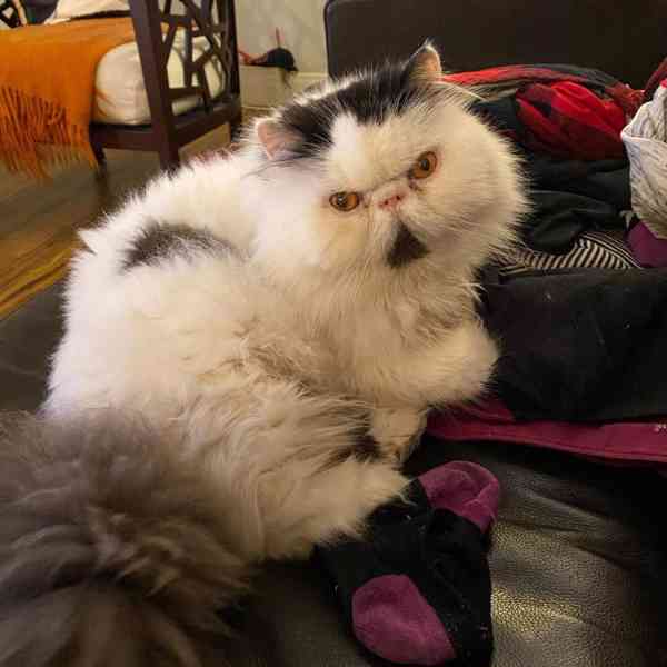 Tato nádherná perská koťata –