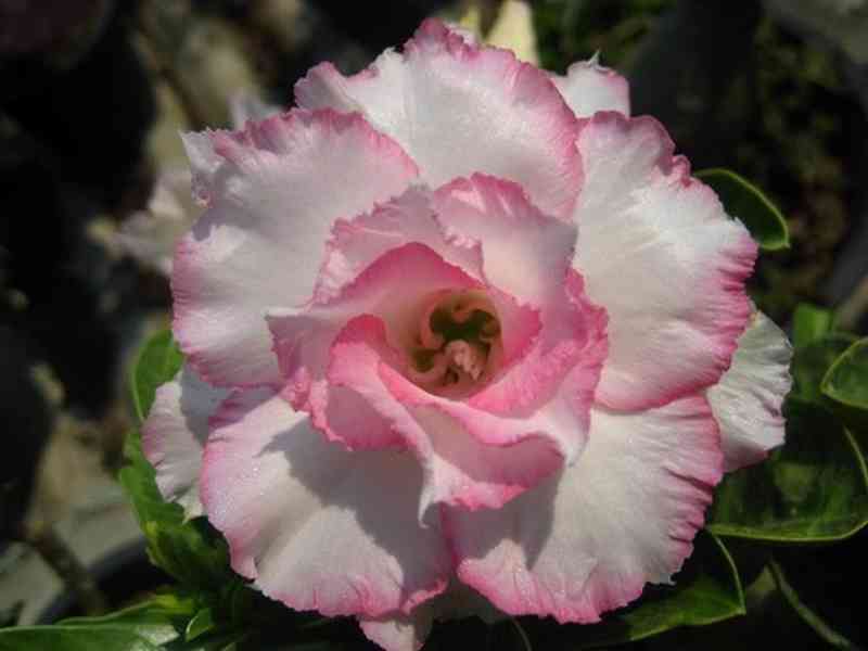 Adenium obesum 'ploypakay' - semena