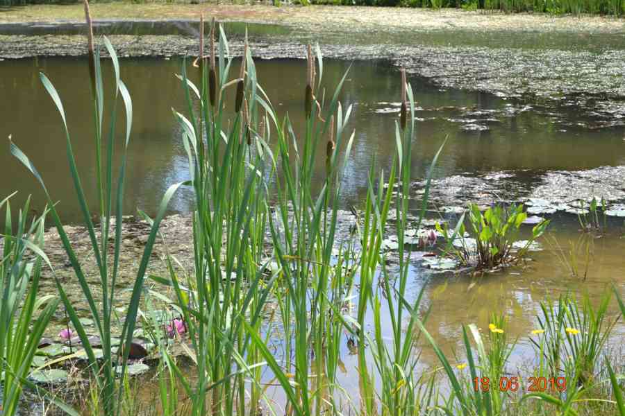 vodní rostliny bahenní rostliny - foto 16