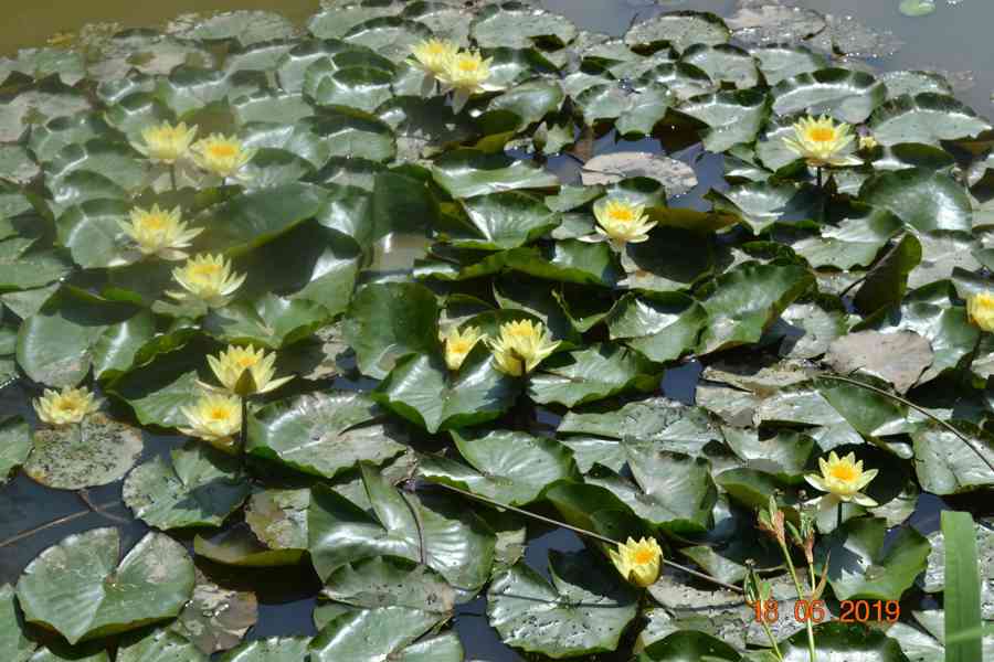 vodní rostliny bahenní rostliny - foto 11