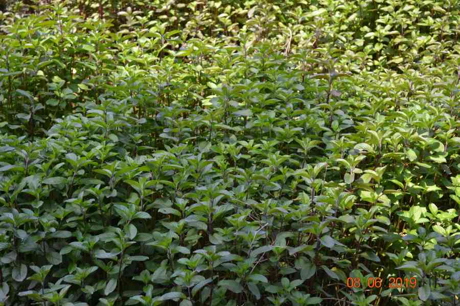 vodní rostliny bahenní rostliny - foto 12