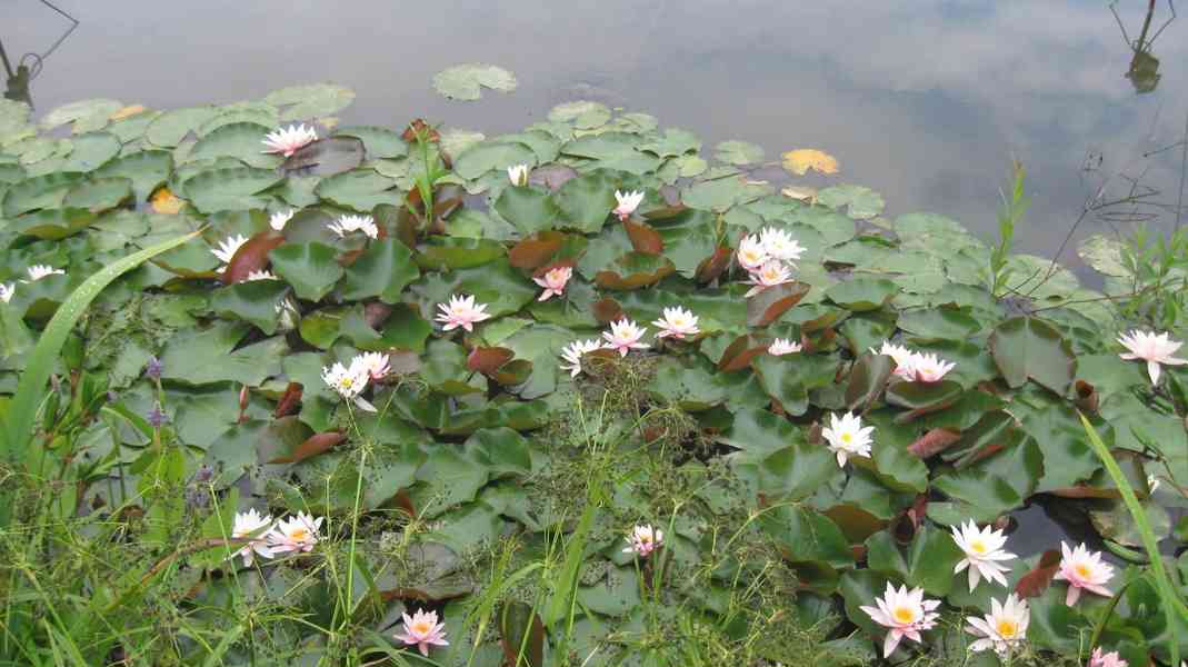 vodní rostliny bahenní rostliny - foto 10