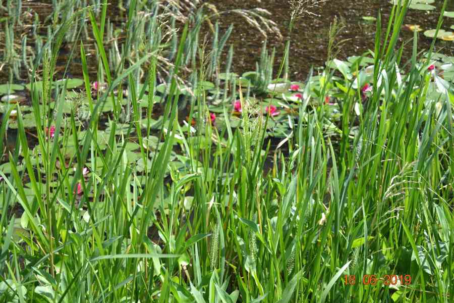 vodní rostliny bahenní rostliny - foto 24