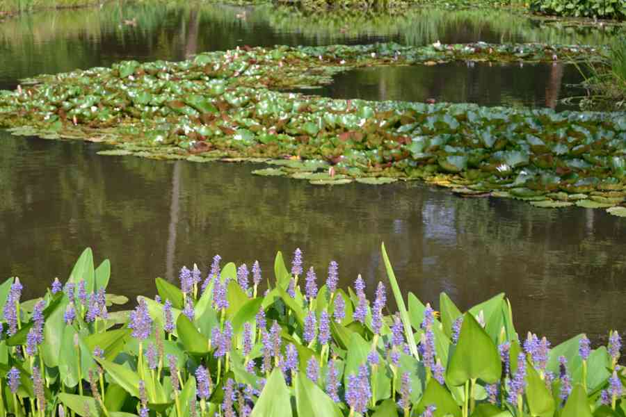 vodní rostliny bahenní rostliny - foto 14