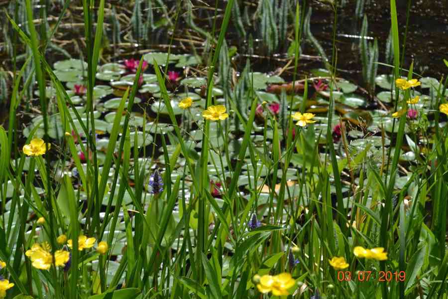 vodní rostliny bahenní rostliny - foto 23