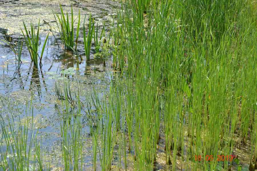 vodní rostliny bahenní rostliny - foto 17