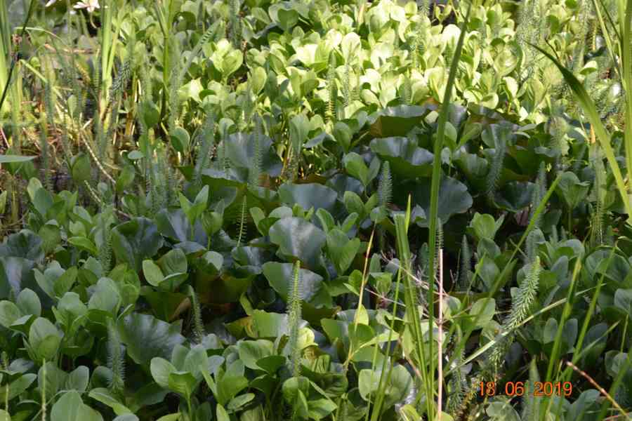 vodní rostliny bahenní rostliny - foto 32