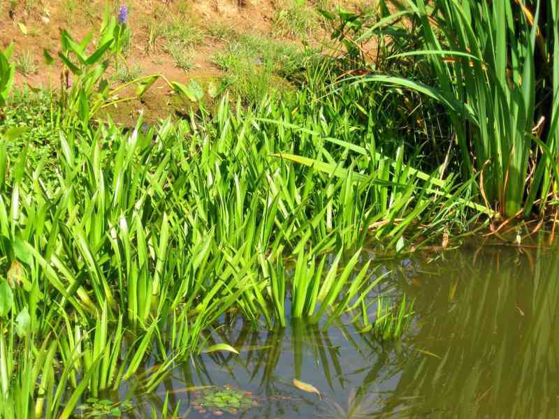 vodní rostliny bahenní rostliny - foto 26