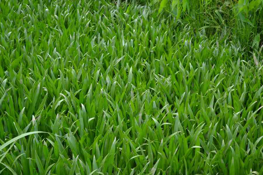 vodní rostliny bahenní rostliny - foto 27