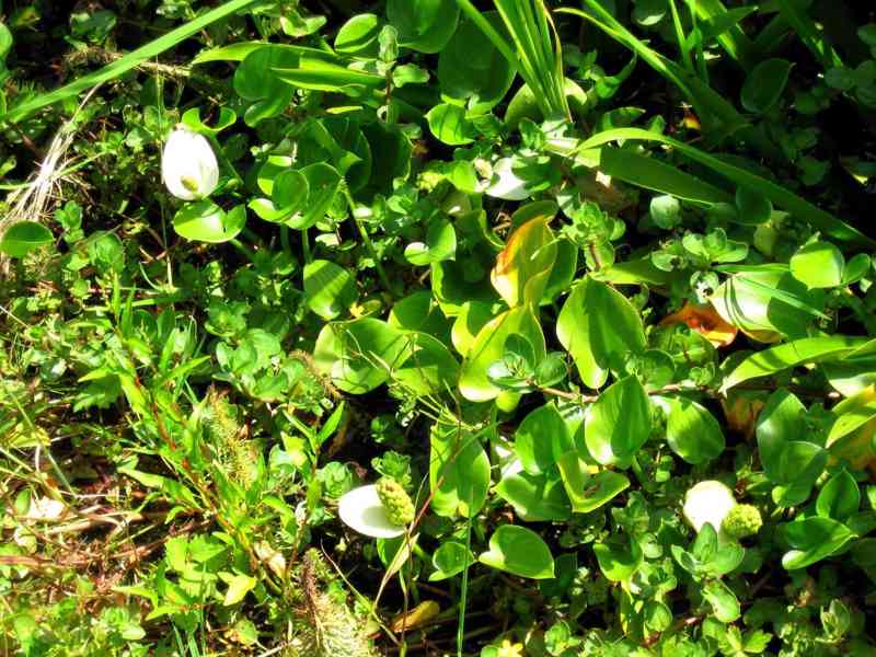 vodní rostliny bahenní rostliny - foto 3